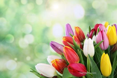 تصویر با کیفیت گل های لاله در زیر پرتو نور